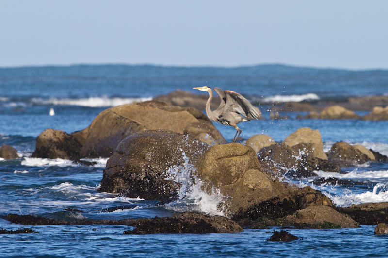 Great Blue Heron Taking Flight